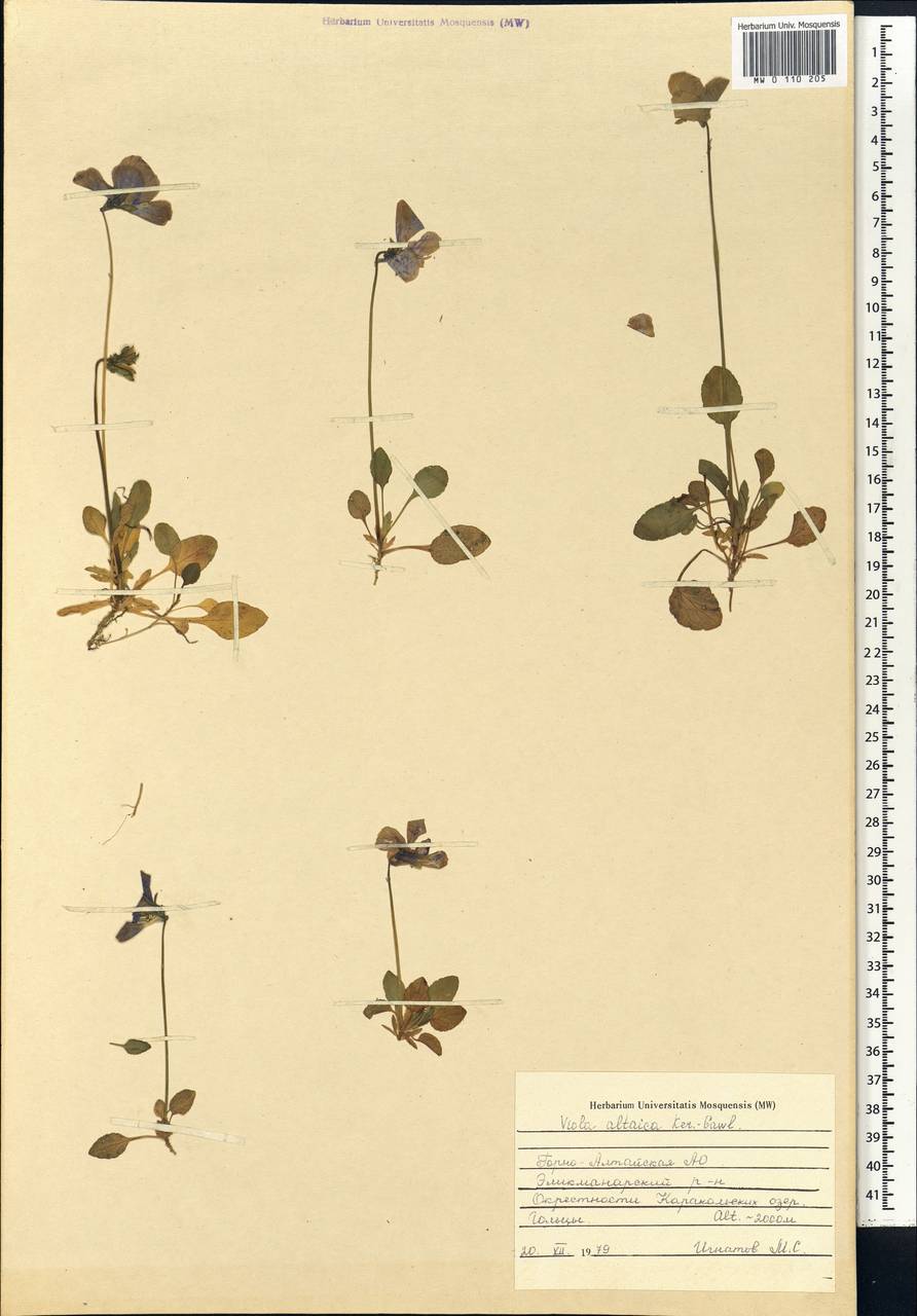 Viola altaica Ker Gawl., Siberia, Altai & Sayany Mountains (S2) (Russia)