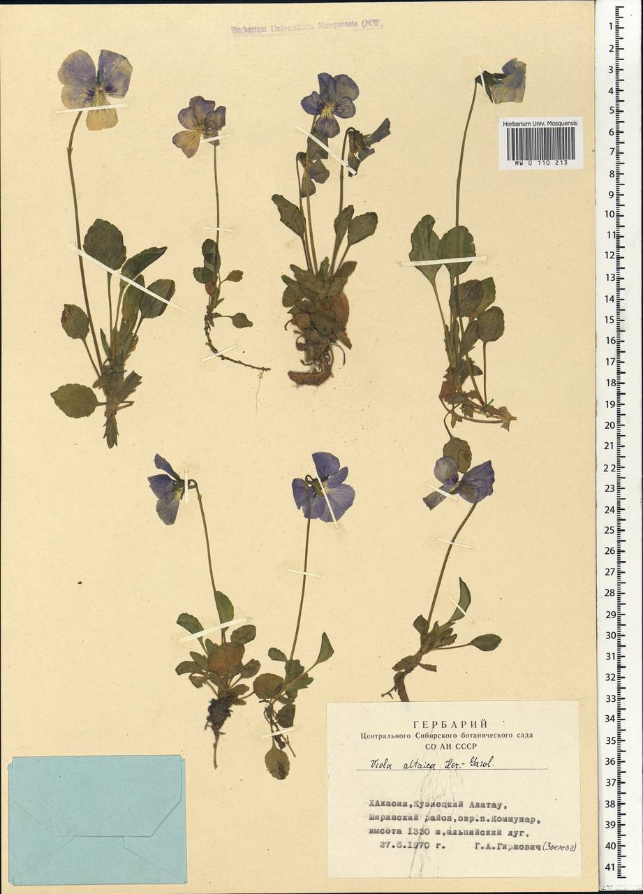 Viola altaica Ker Gawl., Siberia, Altai & Sayany Mountains (S2) (Russia)
