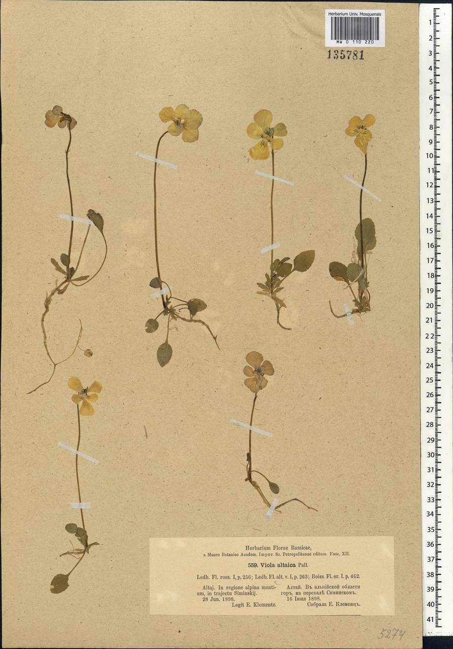 Viola altaica Ker Gawl., Siberia, Altai & Sayany Mountains (S2) (Russia)
