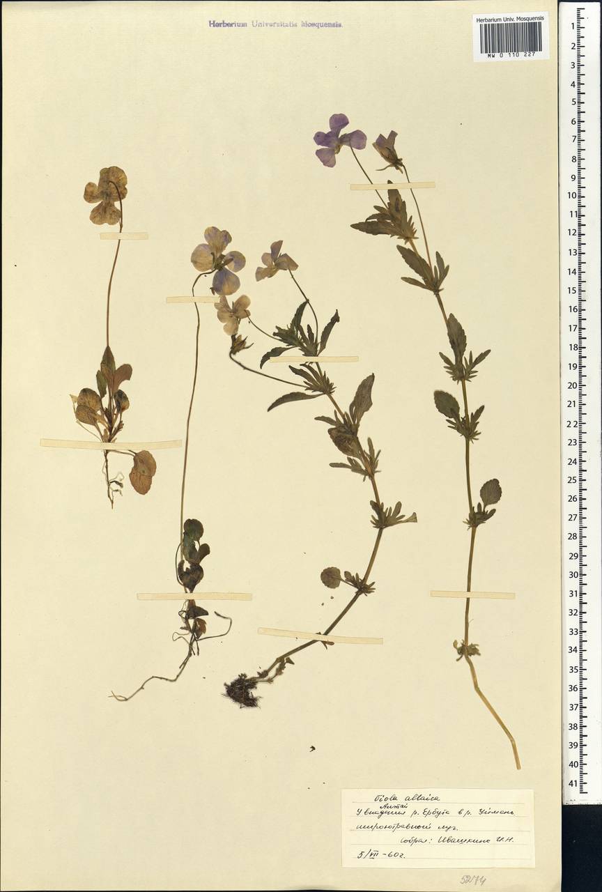 Viola altaica Ker Gawl., Siberia, Altai & Sayany Mountains (S2) (Russia)