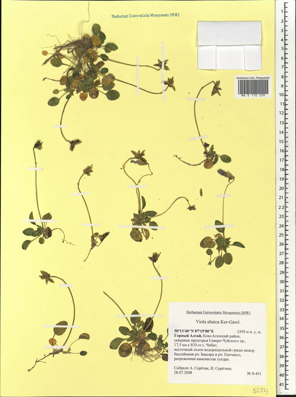 Viola altaica Ker Gawl., Siberia, Altai & Sayany Mountains (S2) (Russia)