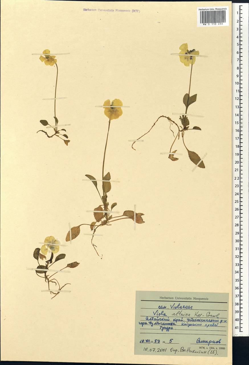 Viola altaica Ker Gawl., Siberia, Altai & Sayany Mountains (S2) (Russia)