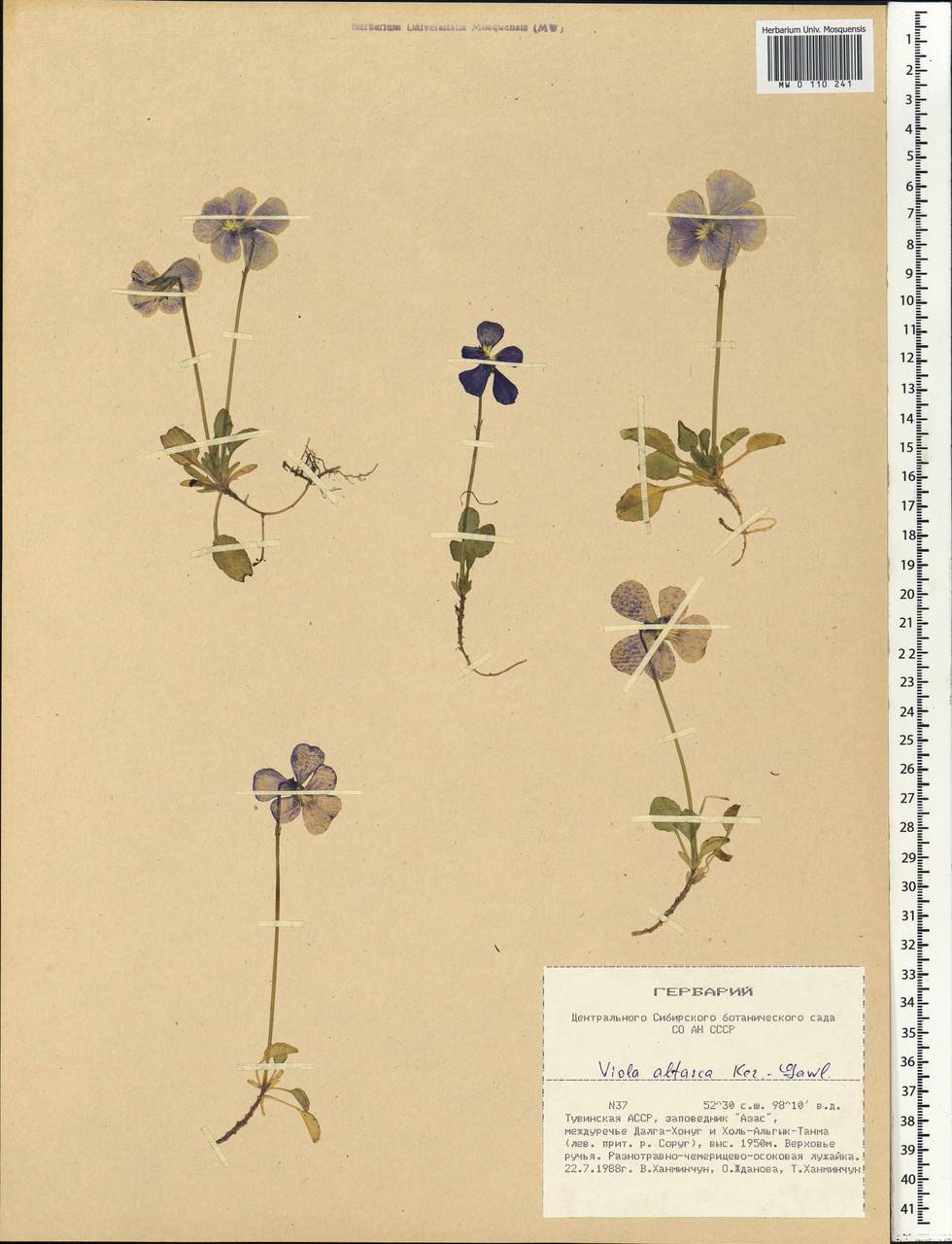 Viola altaica Ker Gawl., Siberia, Altai & Sayany Mountains (S2) (Russia)