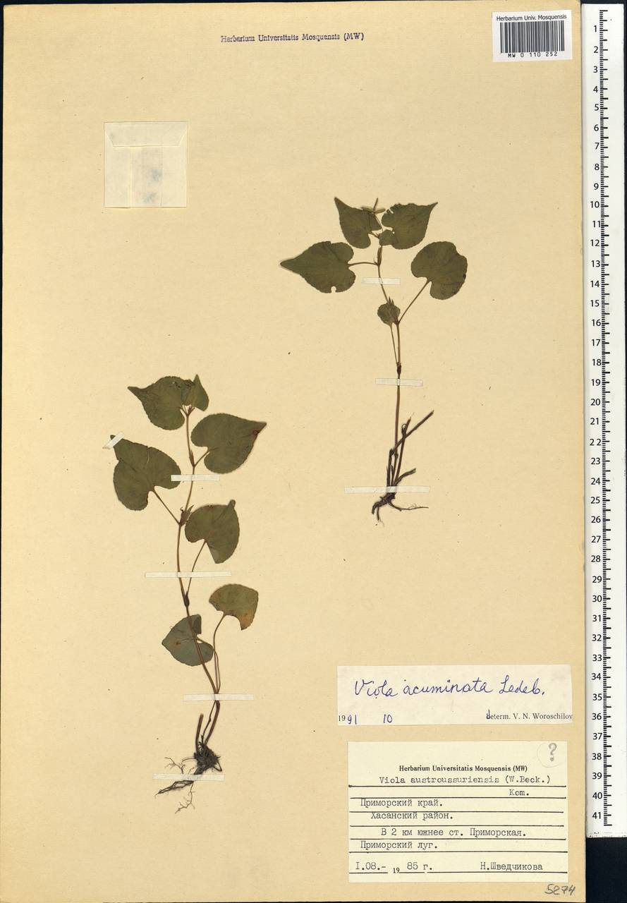 Viola acuminata Ledeb., Siberia, Russian Far East (S6) (Russia)