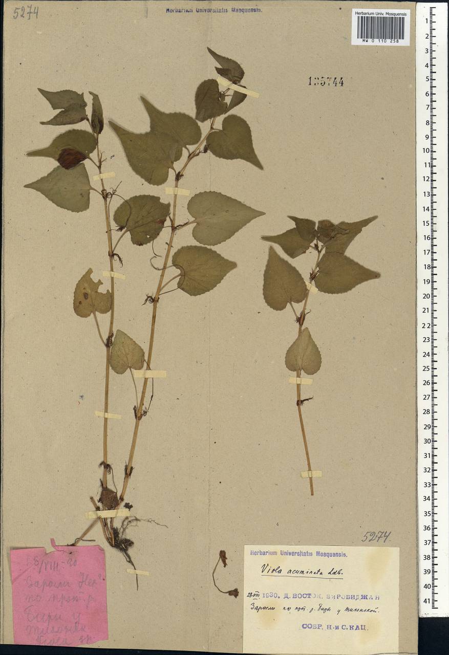 Viola acuminata Ledeb., Siberia, Russian Far East (S6) (Russia)