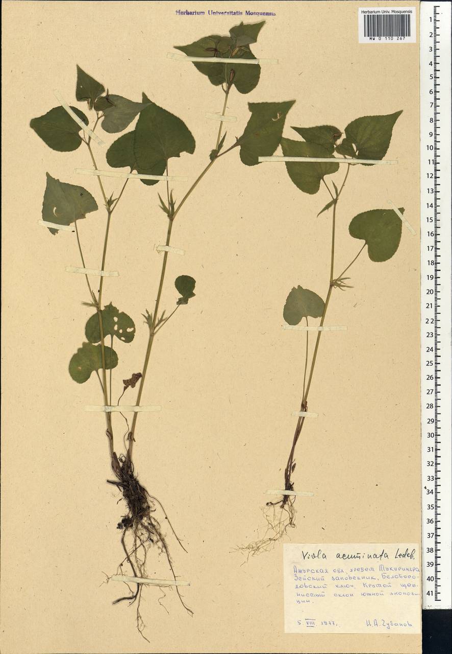 Viola acuminata Ledeb., Siberia, Russian Far East (S6) (Russia)