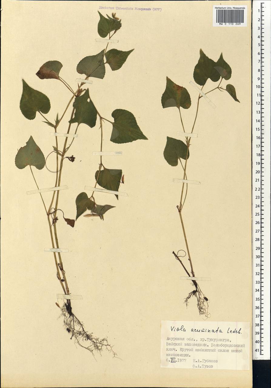 Viola acuminata Ledeb., Siberia, Russian Far East (S6) (Russia)