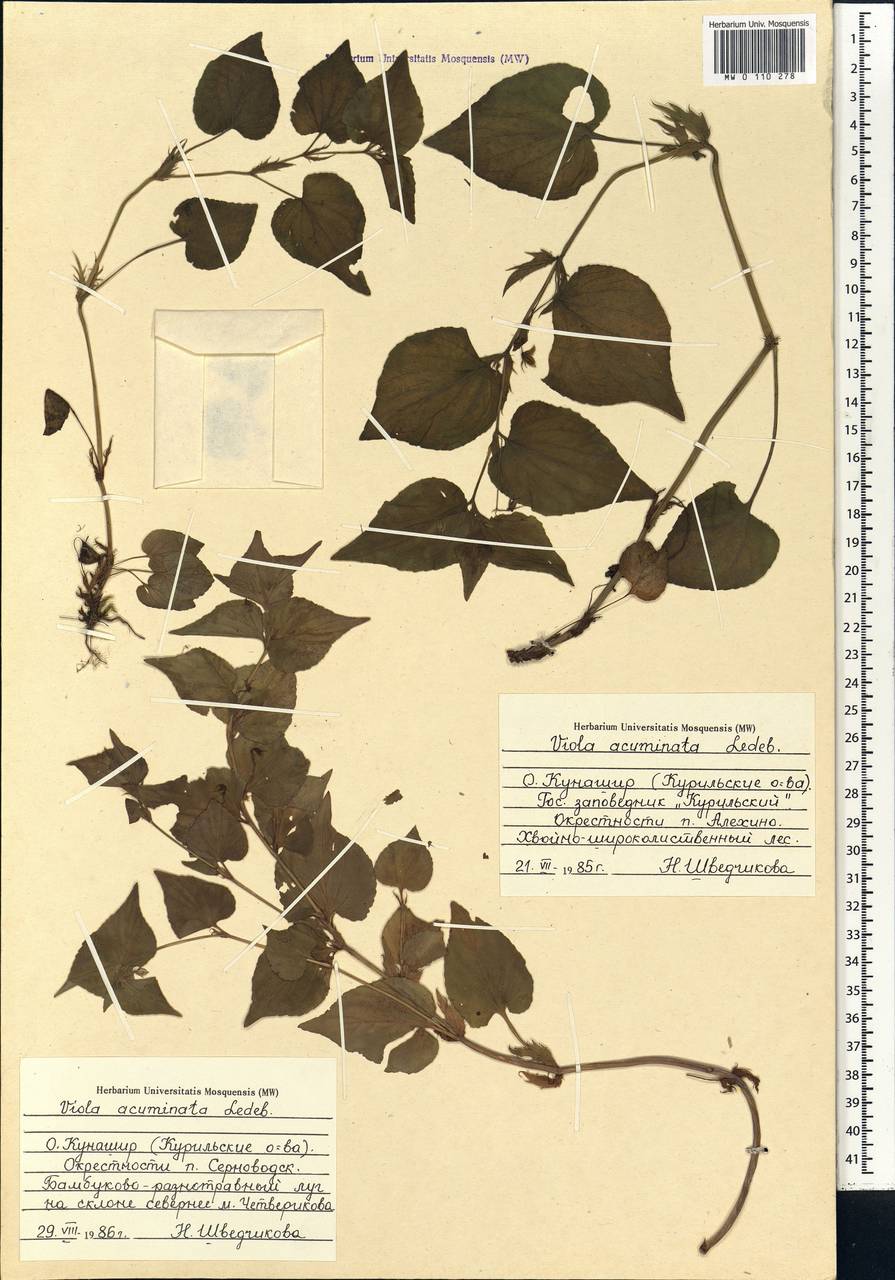 Viola acuminata Ledeb., Siberia, Russian Far East (S6) (Russia)