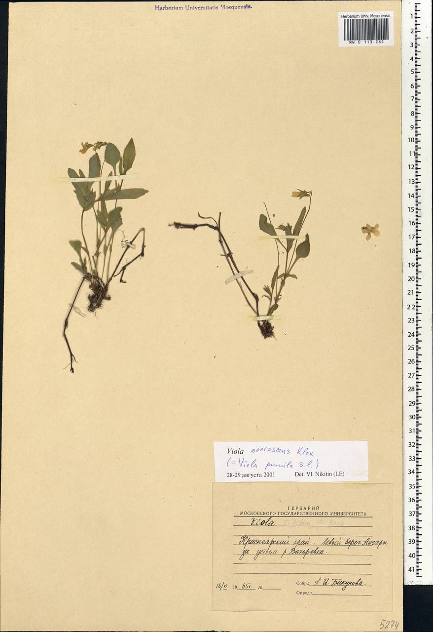Viola pumila Chaix, Siberia, Baikal & Transbaikal region (S4) (Russia)