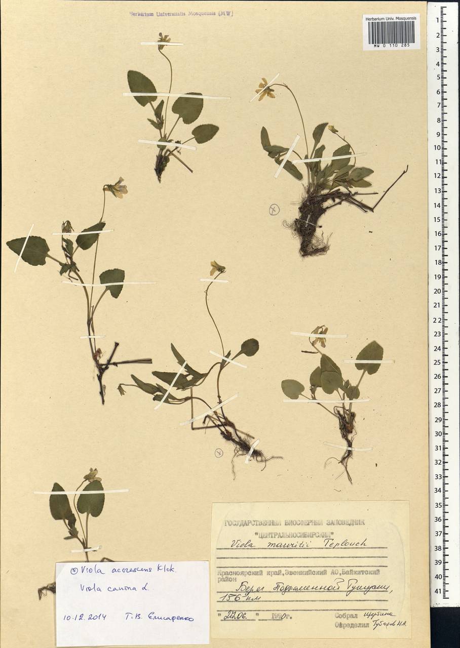 Viola pumila Chaix, Siberia, Central Siberia (S3) (Russia)