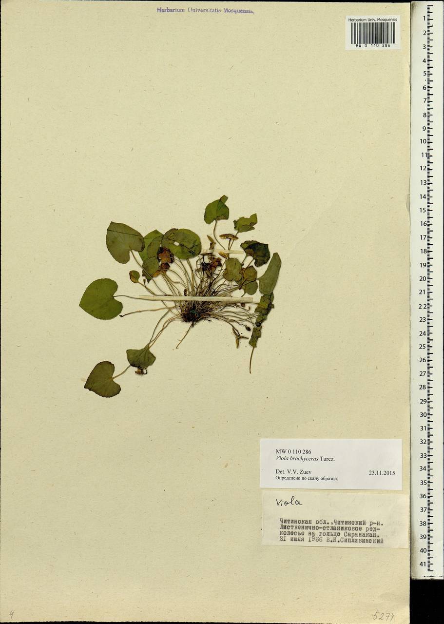 Viola epipsila subsp. repens (Turcz.) W. Becker, Siberia, Baikal & Transbaikal region (S4) (Russia)