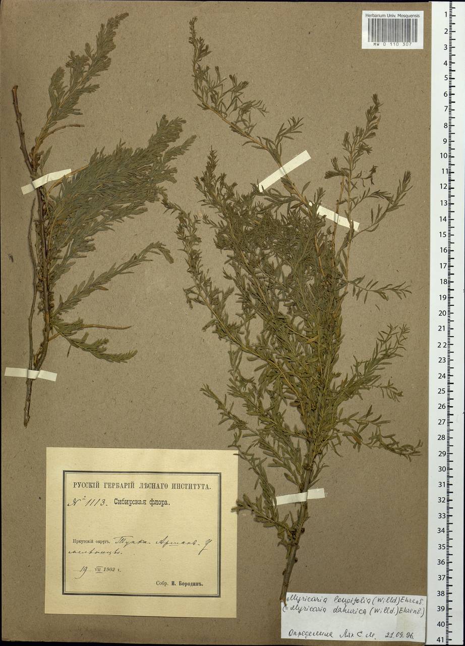 Myricaria longifolia (Willd.) Ehrenb., Siberia, Baikal & Transbaikal region (S4) (Russia)