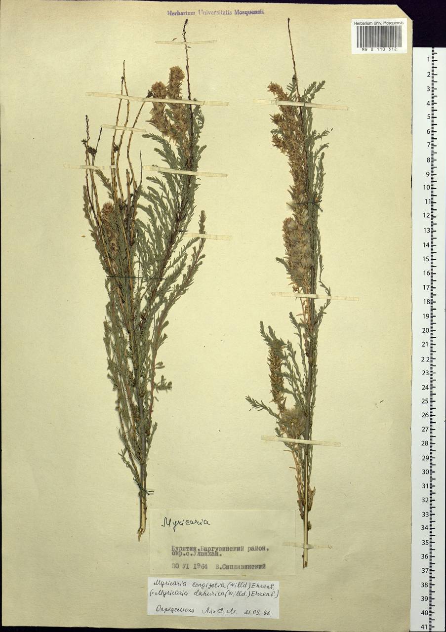 Myricaria longifolia (Willd.) Ehrenb., Siberia, Baikal & Transbaikal region (S4) (Russia)
