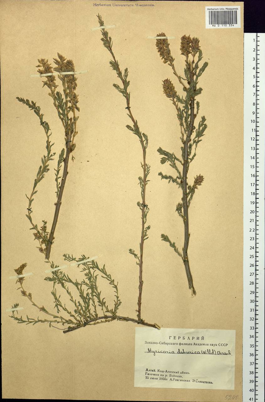 Myricaria davurica (Willd.) Ehrenb., Siberia, Altai & Sayany Mountains (S2) (Russia)