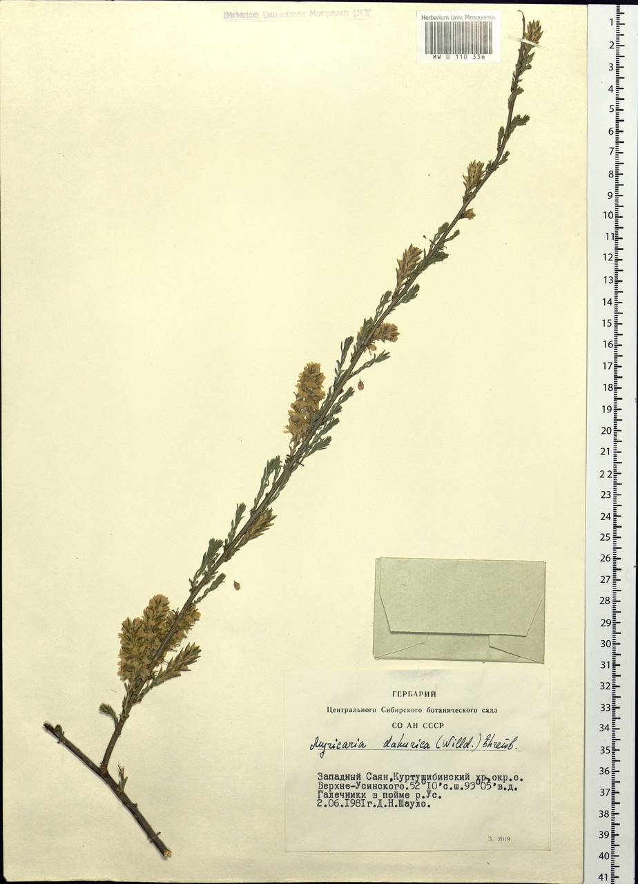 Myricaria davurica (Willd.) Ehrenb., Siberia, Altai & Sayany Mountains (S2) (Russia)
