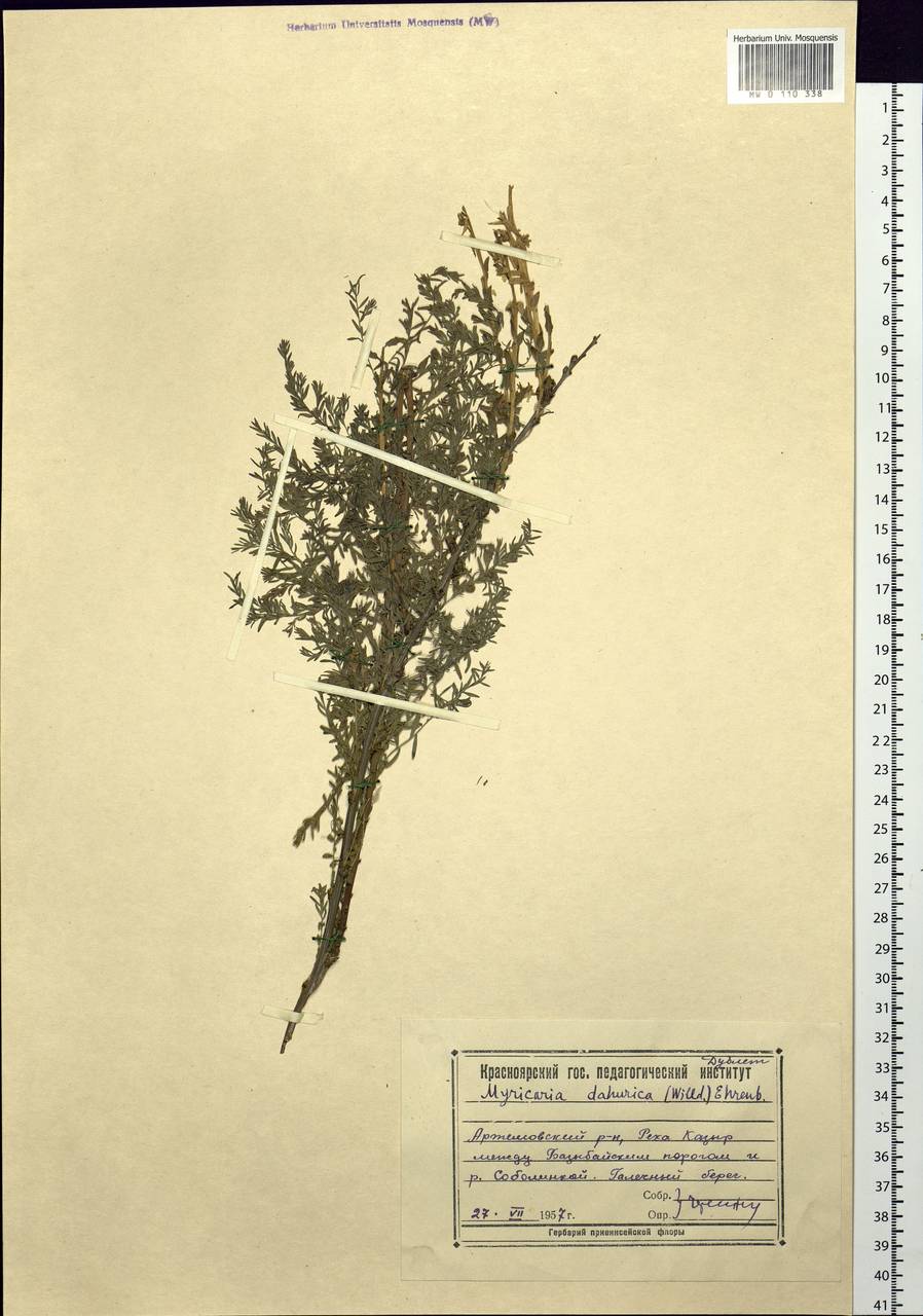 Myricaria davurica (Willd.) Ehrenb., Siberia, Altai & Sayany Mountains (S2) (Russia)