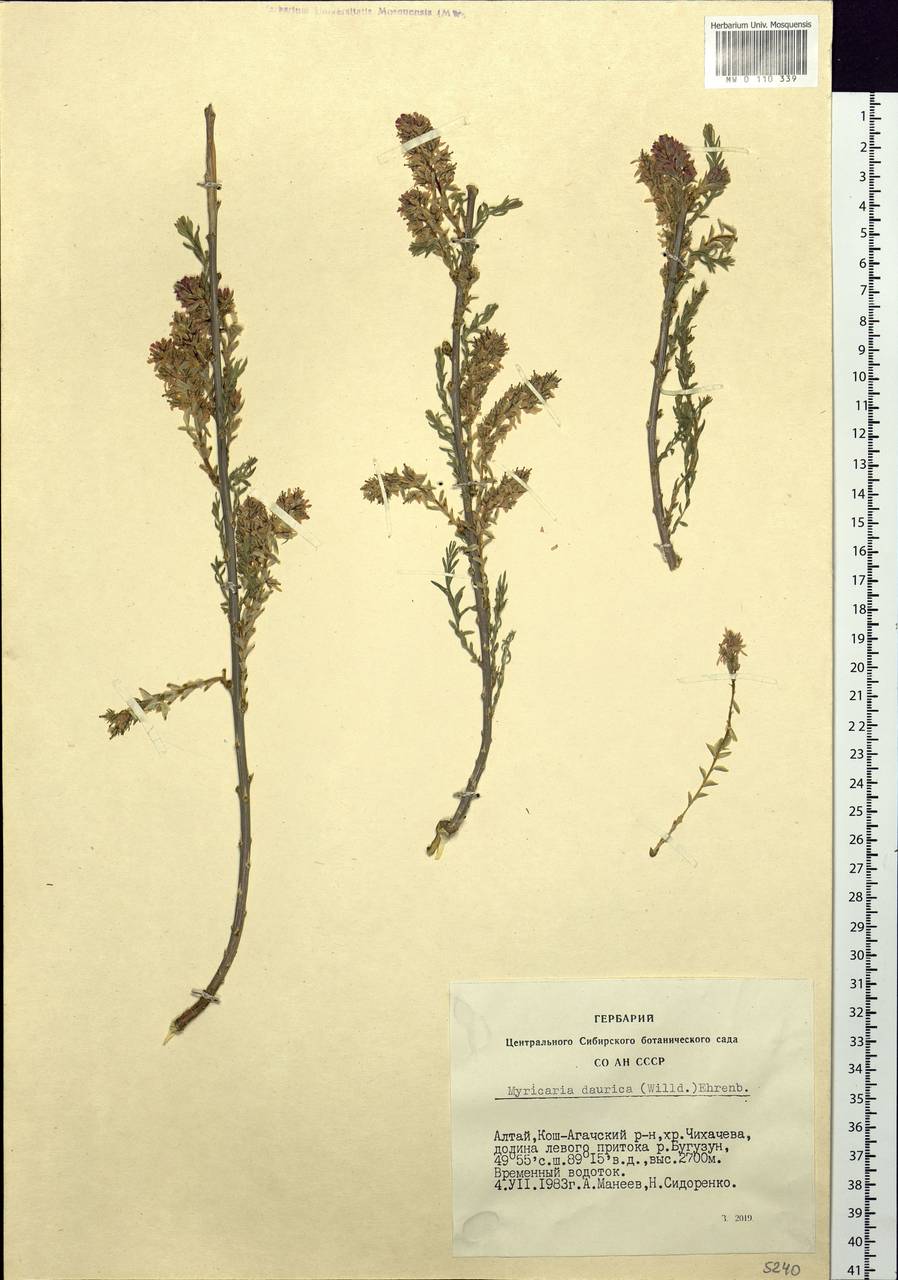 Myricaria davurica (Willd.) Ehrenb., Siberia, Altai & Sayany Mountains (S2) (Russia)