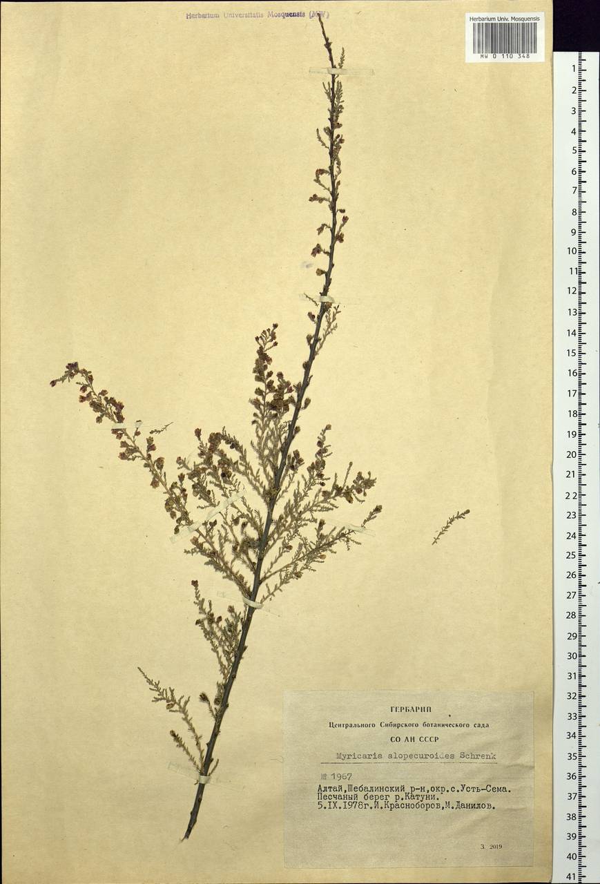 Myricaria bracteata Royle, Siberia, Altai & Sayany Mountains (S2) (Russia)