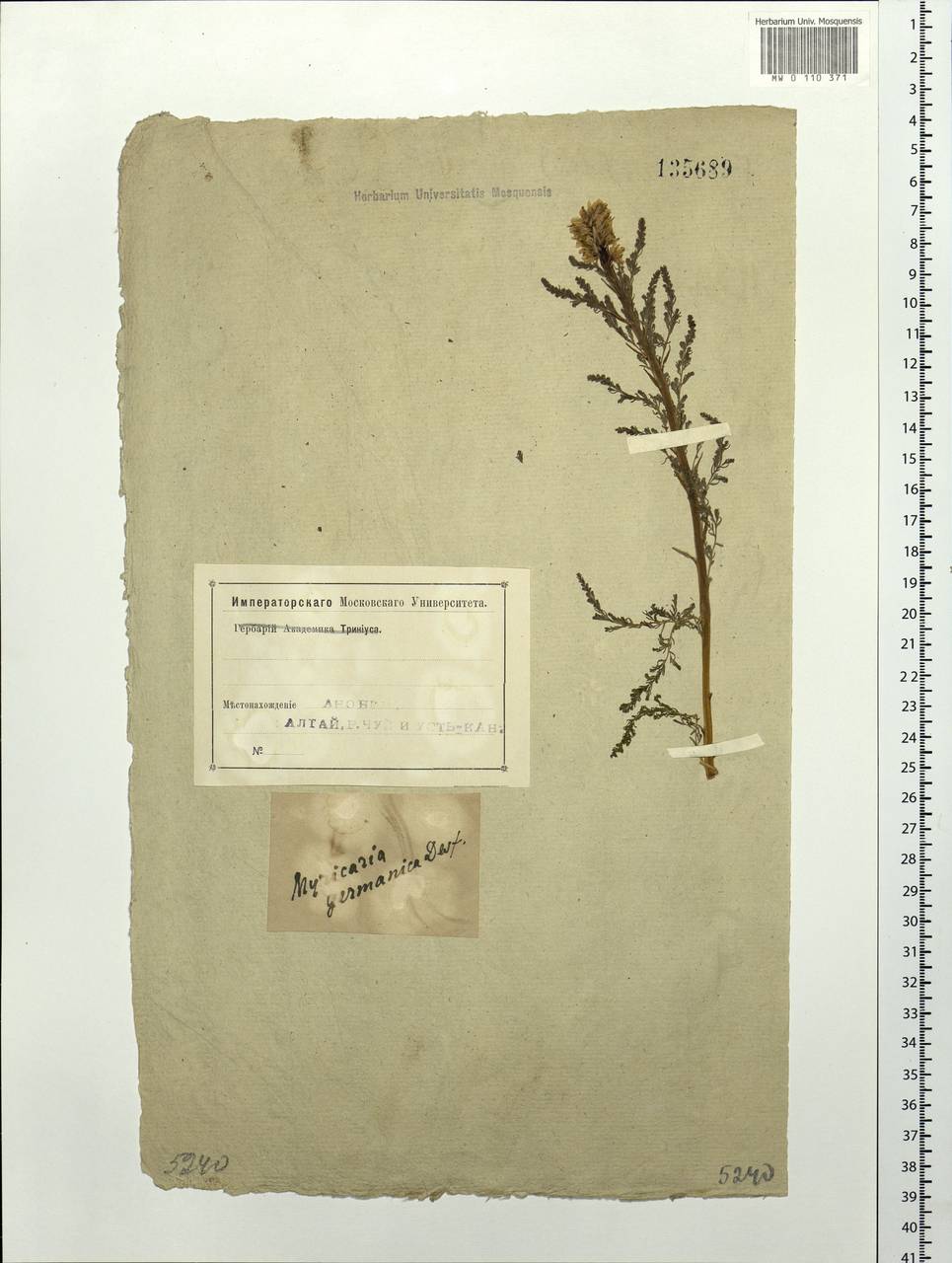 Myricaria bracteata Royle, Siberia, Altai & Sayany Mountains (S2) (Russia)