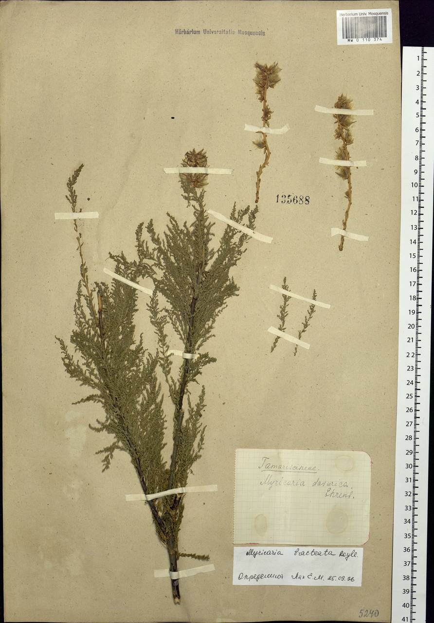 Myricaria bracteata Royle, Siberia, Altai & Sayany Mountains (S2) (Russia)
