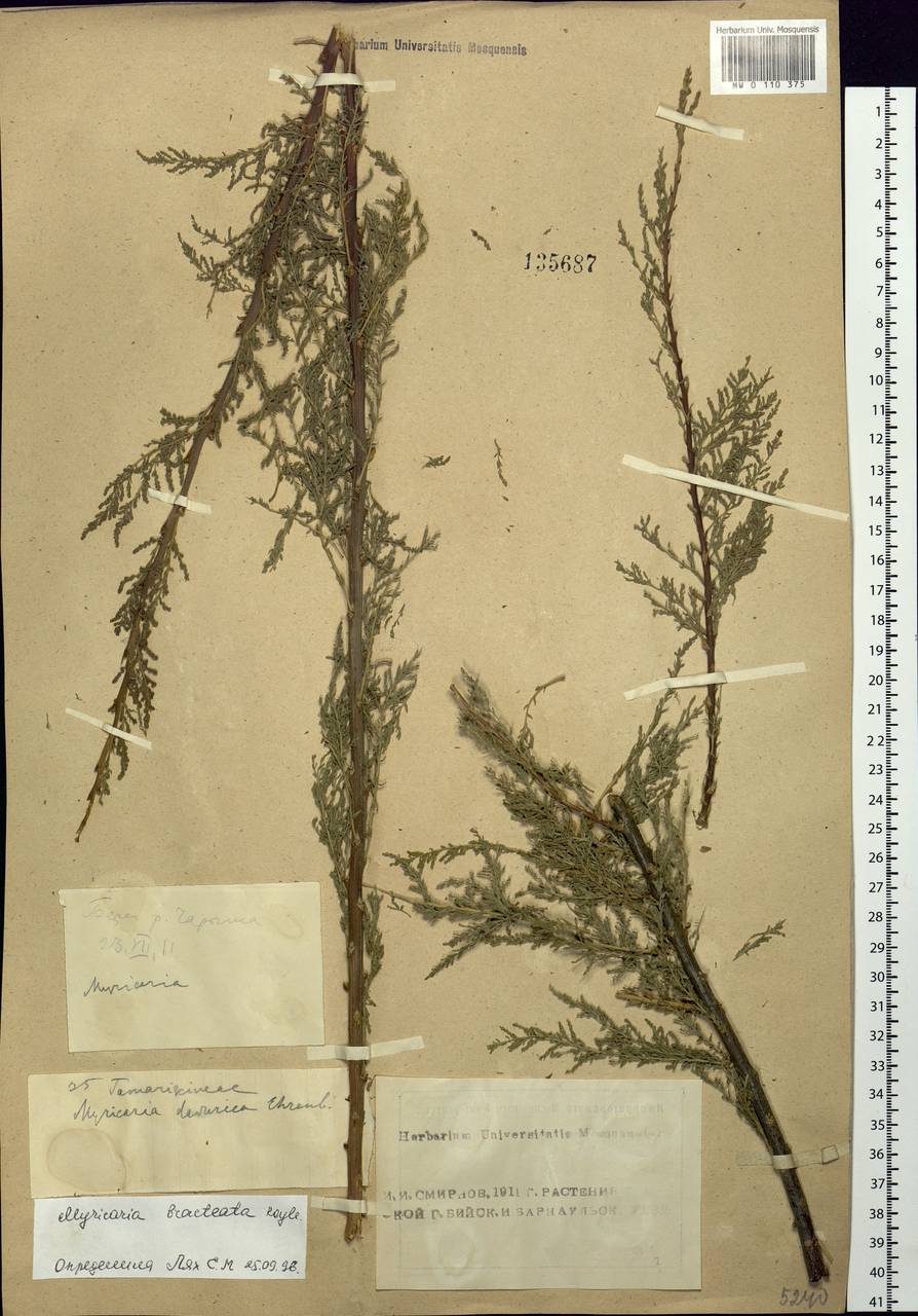 Myricaria bracteata Royle, Siberia, Altai & Sayany Mountains (S2) (Russia)