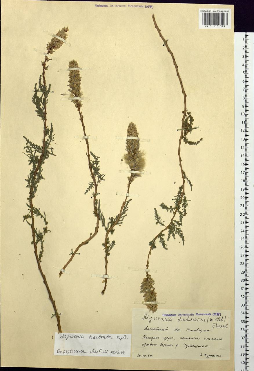Myricaria bracteata Royle, Siberia, Altai & Sayany Mountains (S2) (Russia)
