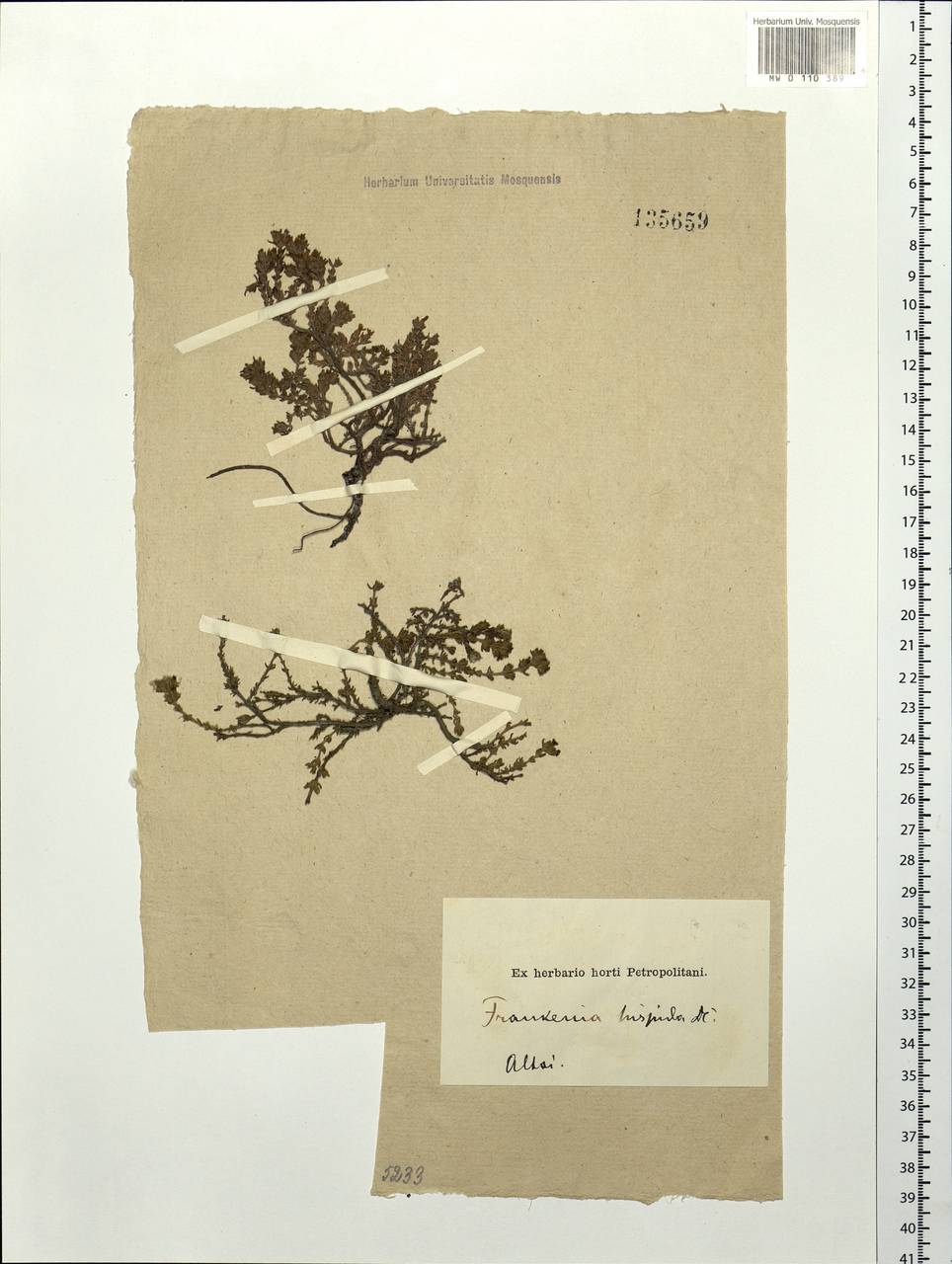 Frankenia hirsuta L., Siberia, Altai & Sayany Mountains (S2) (Russia)