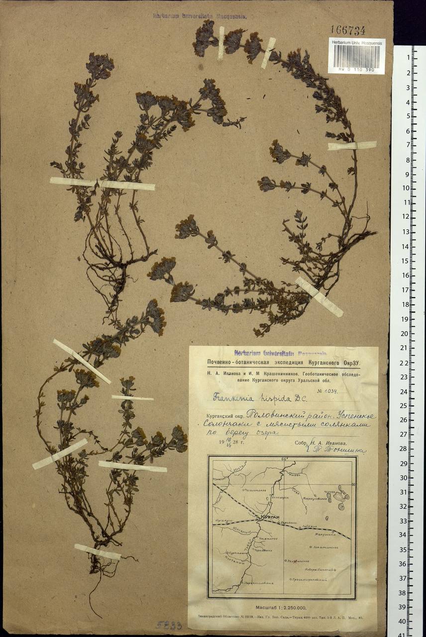 Frankenia hirsuta L., Siberia, Western Siberia (S1) (Russia)