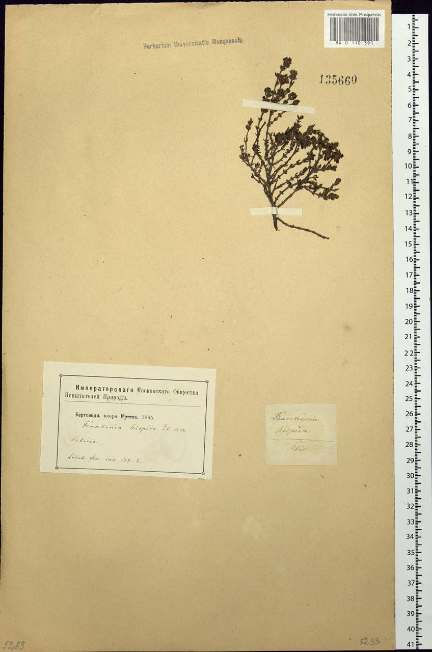 Frankenia hirsuta L., Siberia (no precise locality) (S0) (Russia)