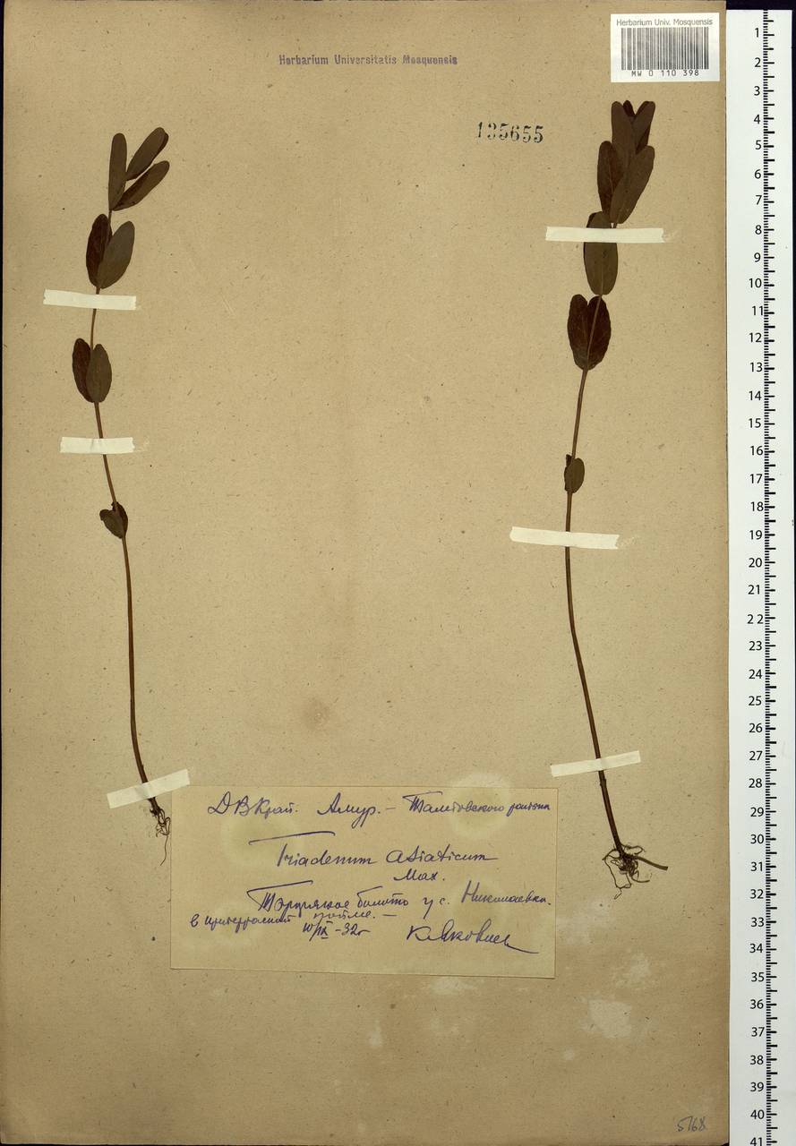 Triadenum japonicum (Blume) Makino, Siberia, Russian Far East (S6) (Russia)