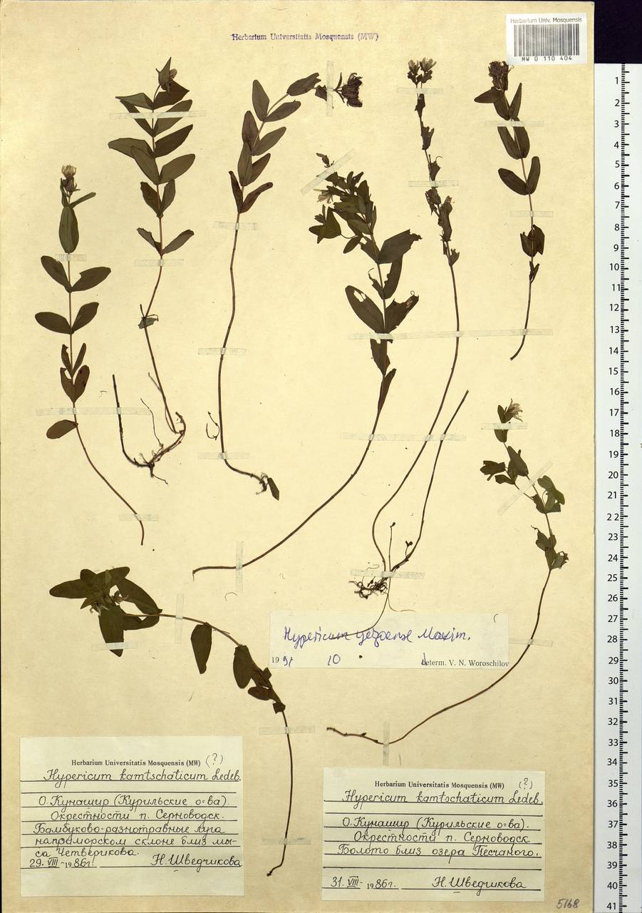 Hypericum yezoense Maxim., Siberia, Russian Far East (S6) (Russia)