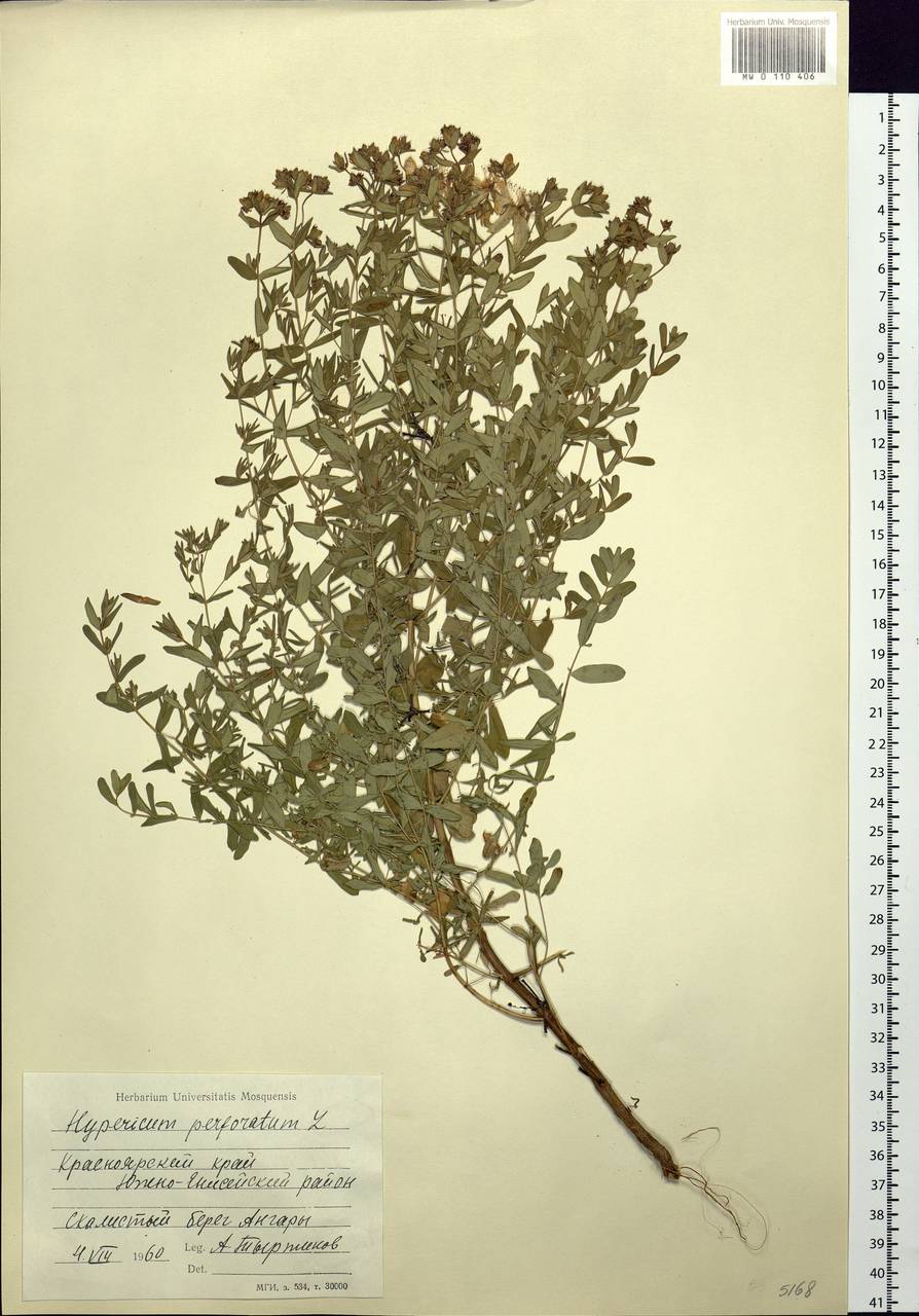 Hypericum perforatum, Siberia, Central Siberia (S3) (Russia)