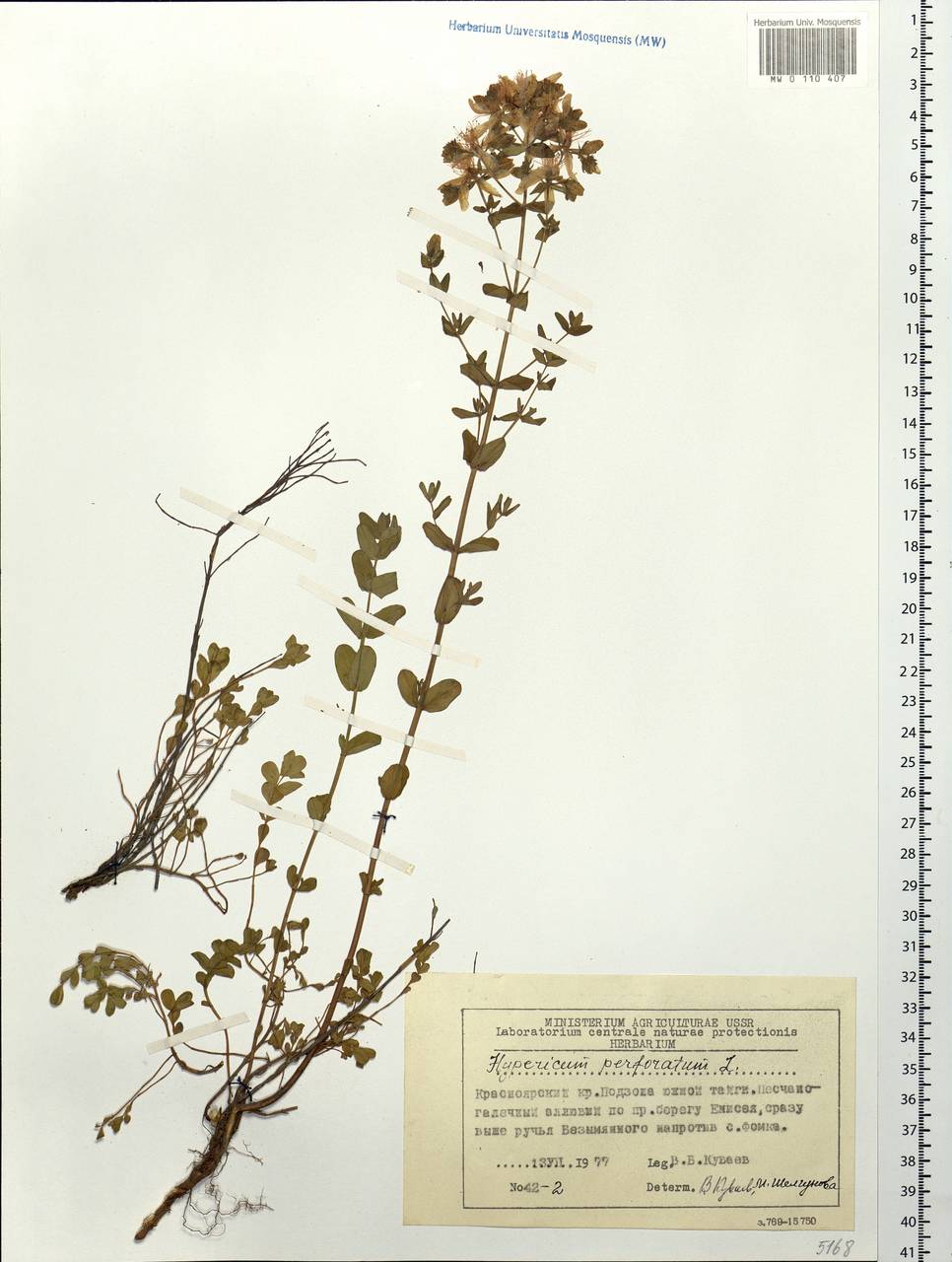 Hypericum perforatum, Siberia, Central Siberia (S3) (Russia)