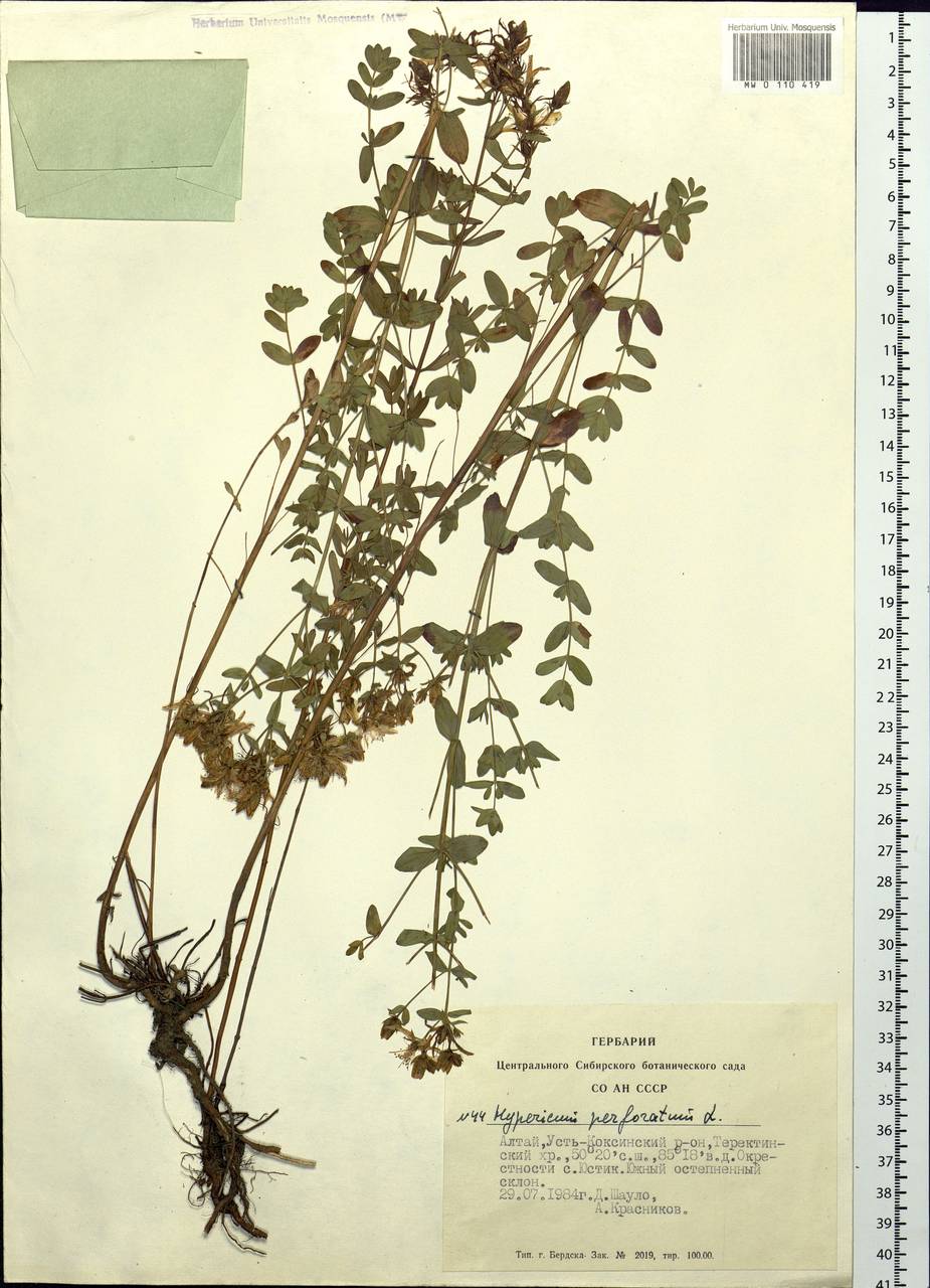Hypericum perforatum L., Siberia, Altai & Sayany Mountains (S2) (Russia)