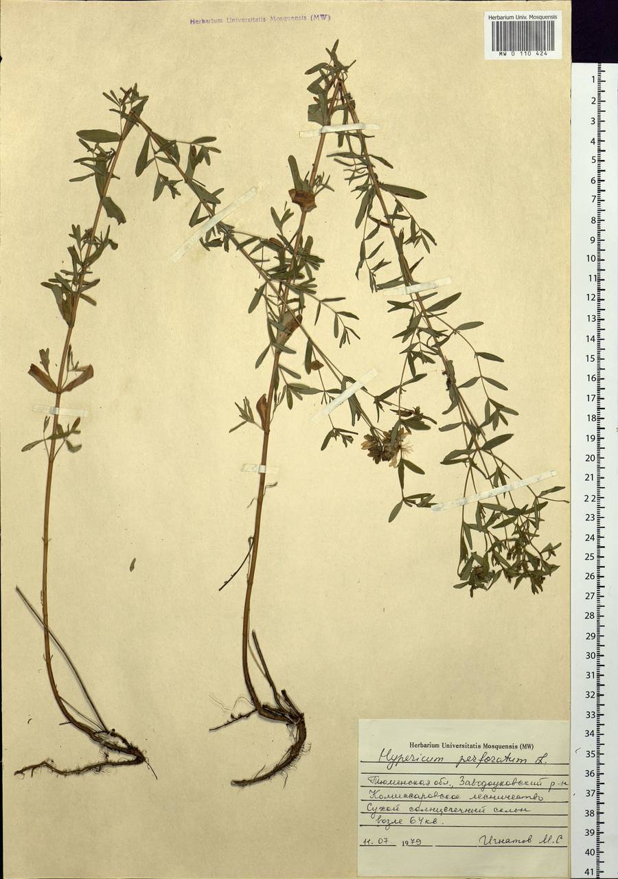 Hypericum perforatum, Siberia, Western Siberia (S1) (Russia)