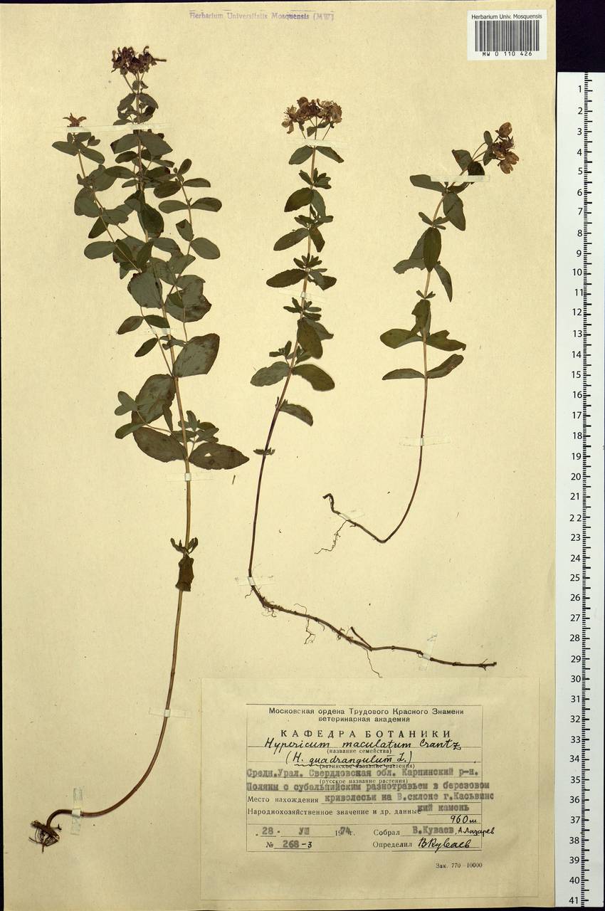Hypericum maculatum, Eastern Europe, Eastern region (E10) (Russia)
