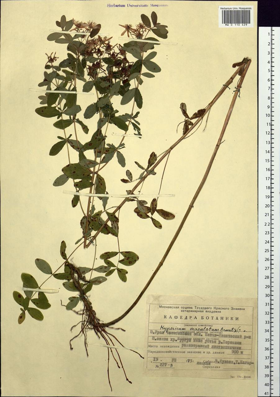 Hypericum maculatum, Eastern Europe, Eastern region (E10) (Russia)