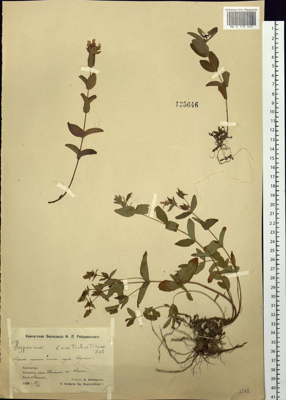 Hypericum kamtschaticum Ledeb., Siberia, Chukotka & Kamchatka (S7) (Russia)