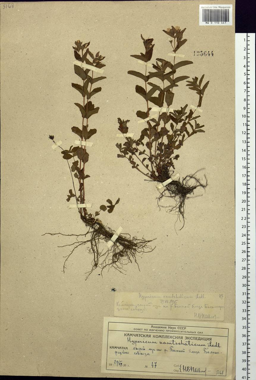 Hypericum kamtschaticum Ledeb., Siberia, Chukotka & Kamchatka (S7) (Russia)