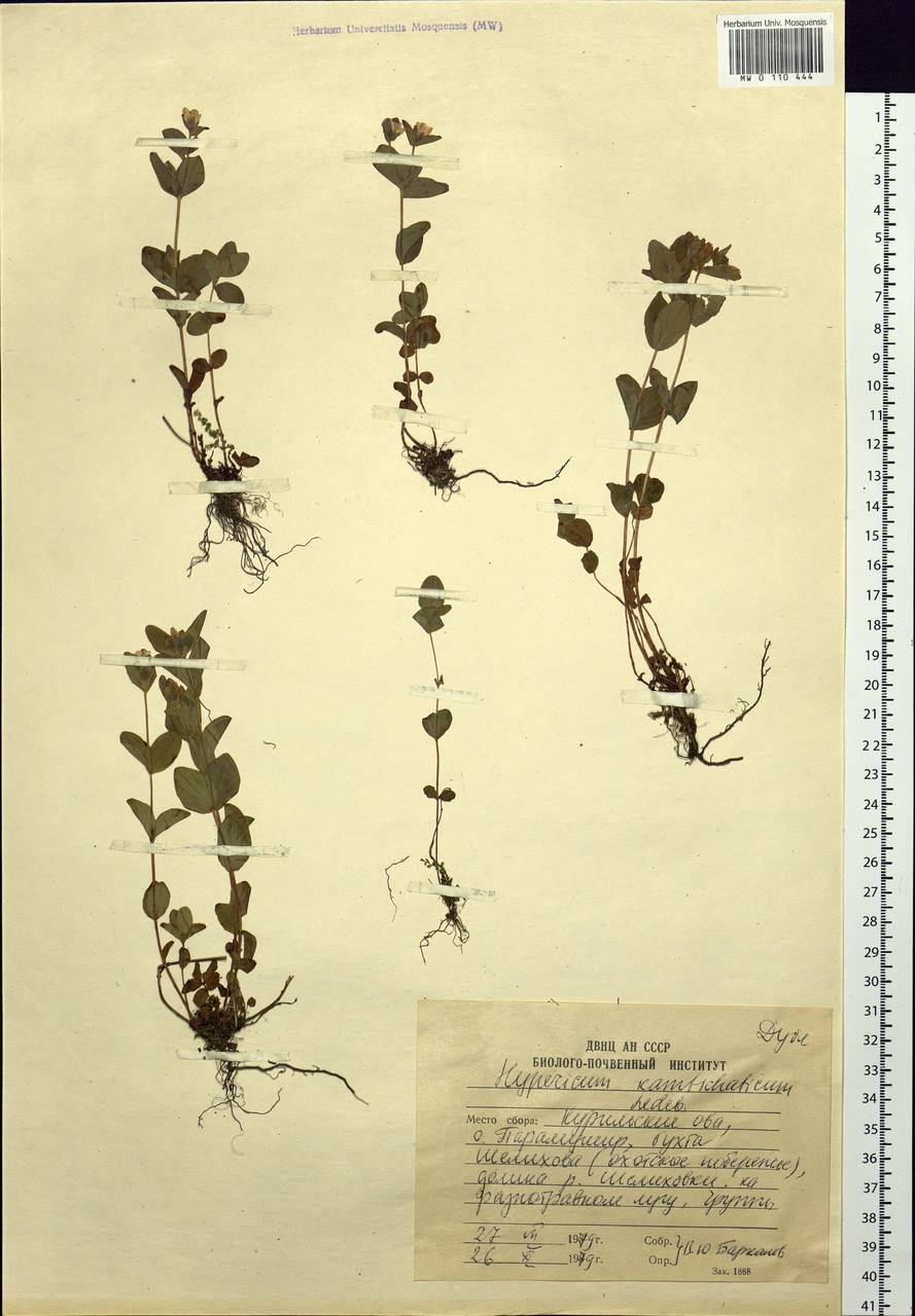 Hypericum kamtschaticum Ledeb., Siberia, Russian Far East (S6) (Russia)