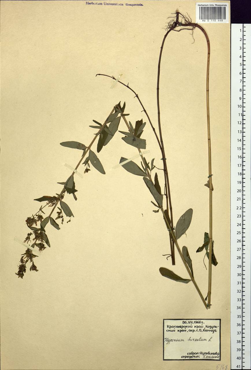 Hypericum hirsutum L., Siberia, Central Siberia (S3) (Russia)