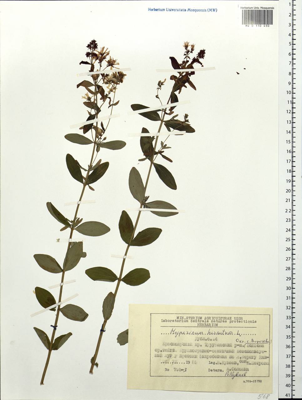Hypericum hirsutum L., Siberia, Central Siberia (S3) (Russia)