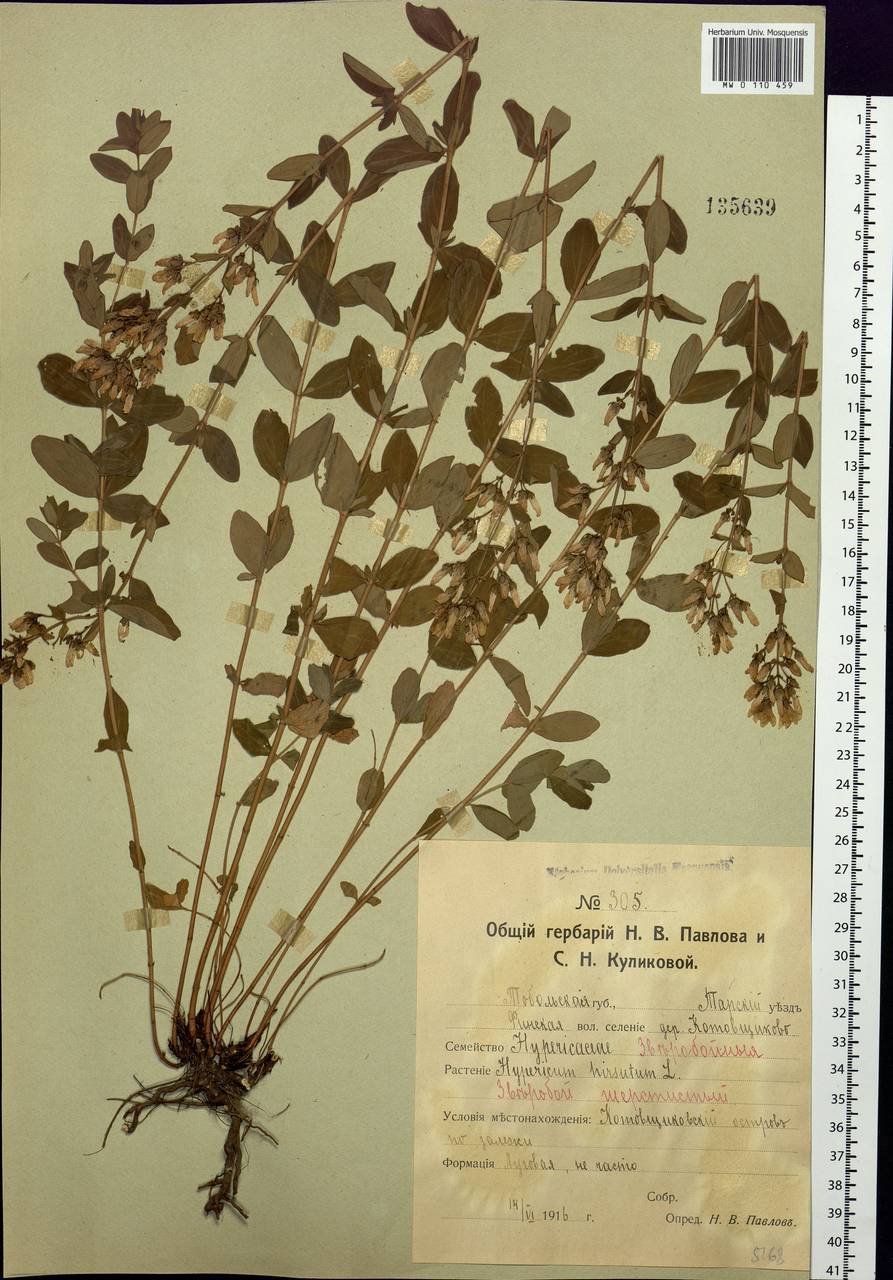 Hypericum hirsutum L., Siberia, Western Siberia (S1) (Russia)