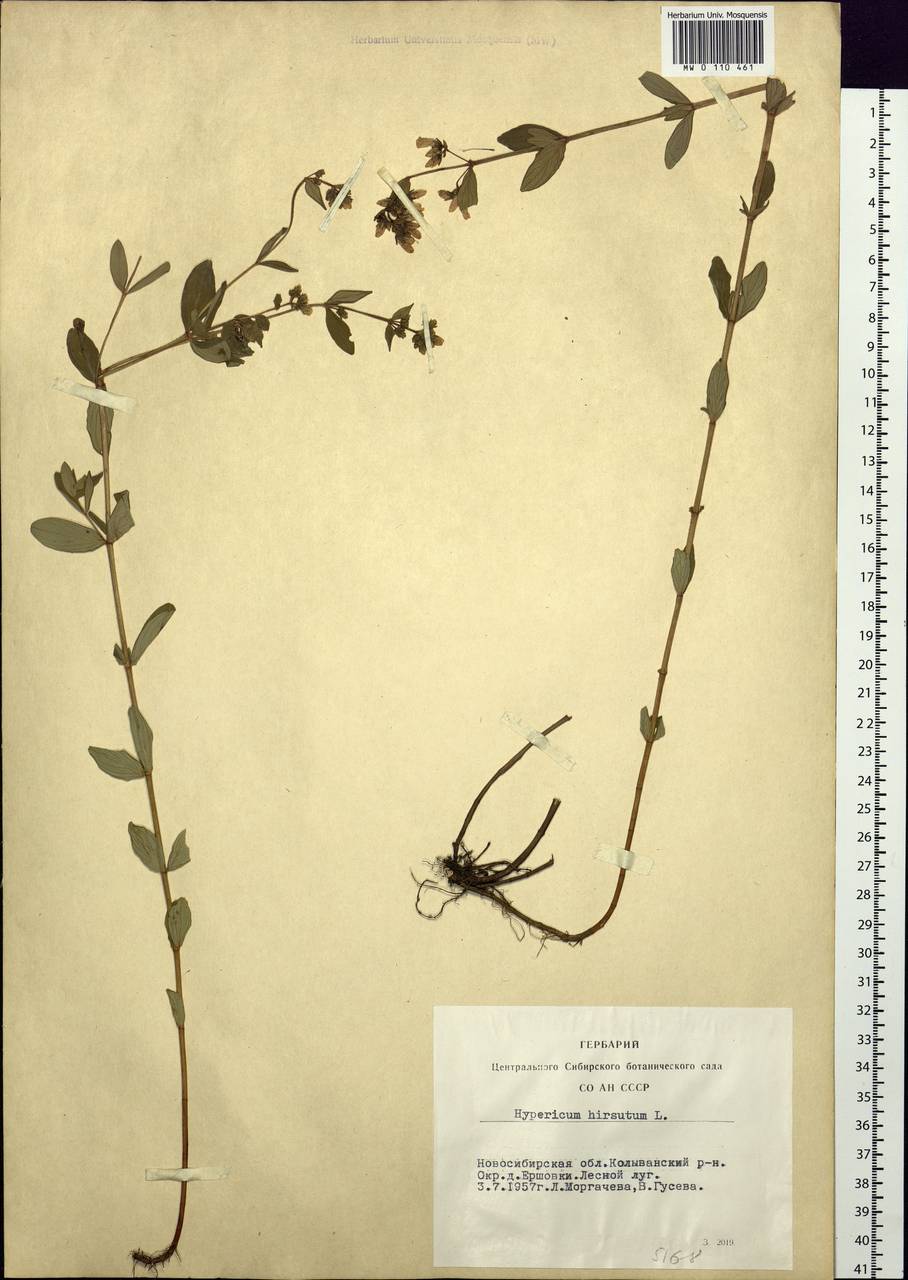 Hypericum hirsutum L., Siberia, Western Siberia (S1) (Russia)
