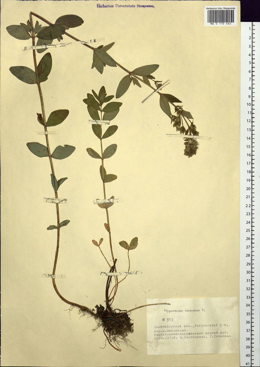 Hypericum hirsutum L., Siberia, Western Siberia (S1) (Russia)