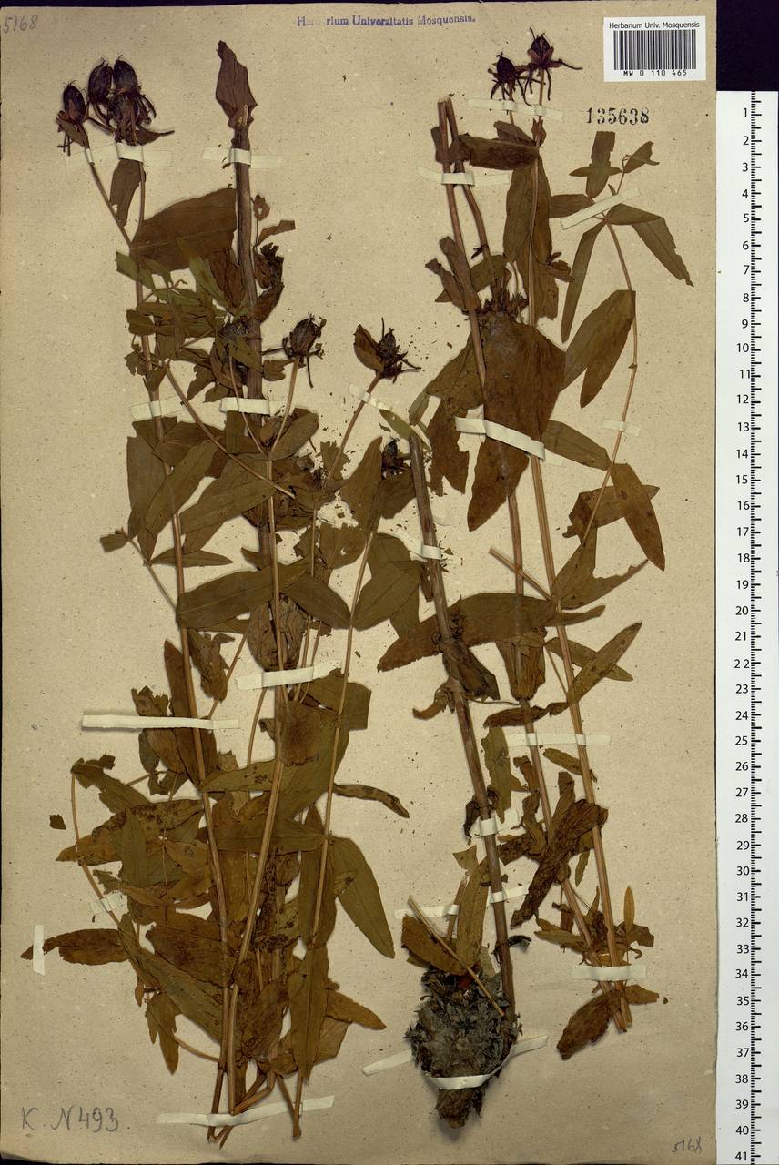 Hypericum ascyron subsp. gebleri (Ledeb.) N.Robson, Siberia, Chukotka & Kamchatka (S7) (Russia)