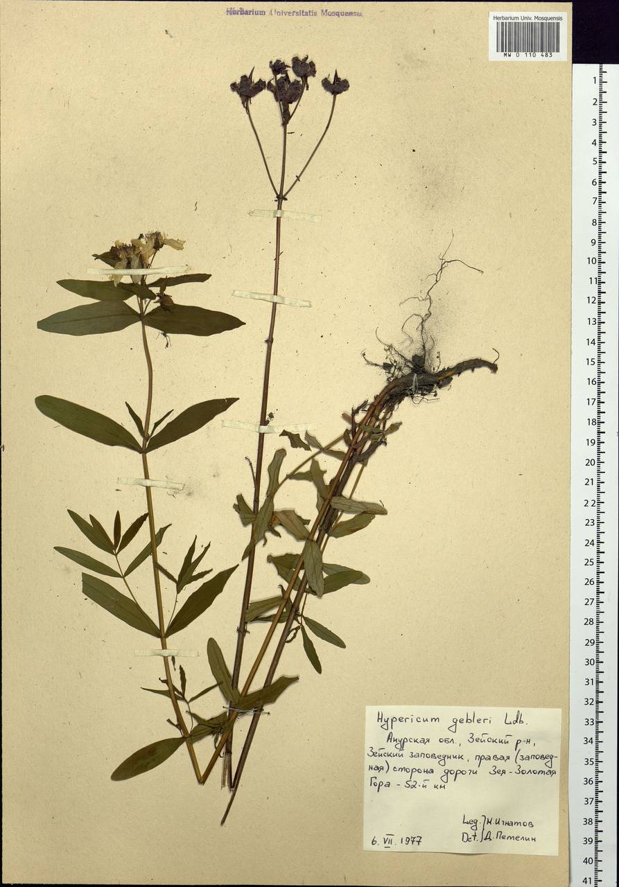 Hypericum ascyron subsp. gebleri (Ledeb.) N.Robson, Siberia, Russian Far East (S6) (Russia)