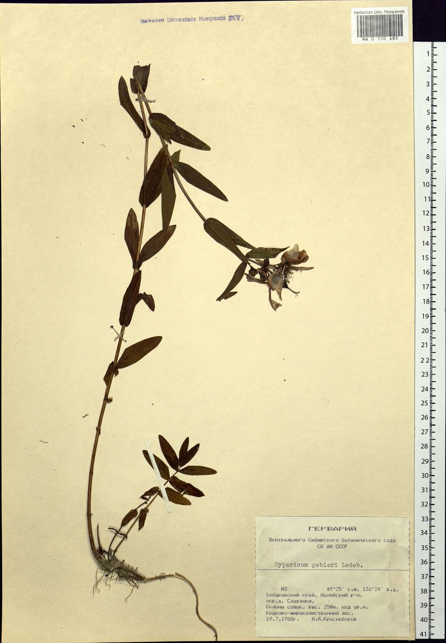 Hypericum ascyron subsp. gebleri (Ledeb.) N. Robson, Siberia, Russian Far East (S6) (Russia)