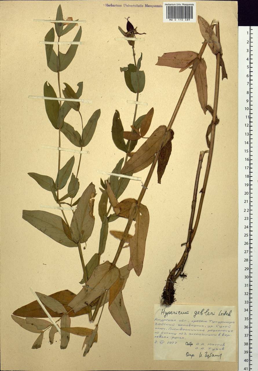 Hypericum ascyron subsp. gebleri (Ledeb.) N.Robson, Siberia, Russian Far East (S6) (Russia)