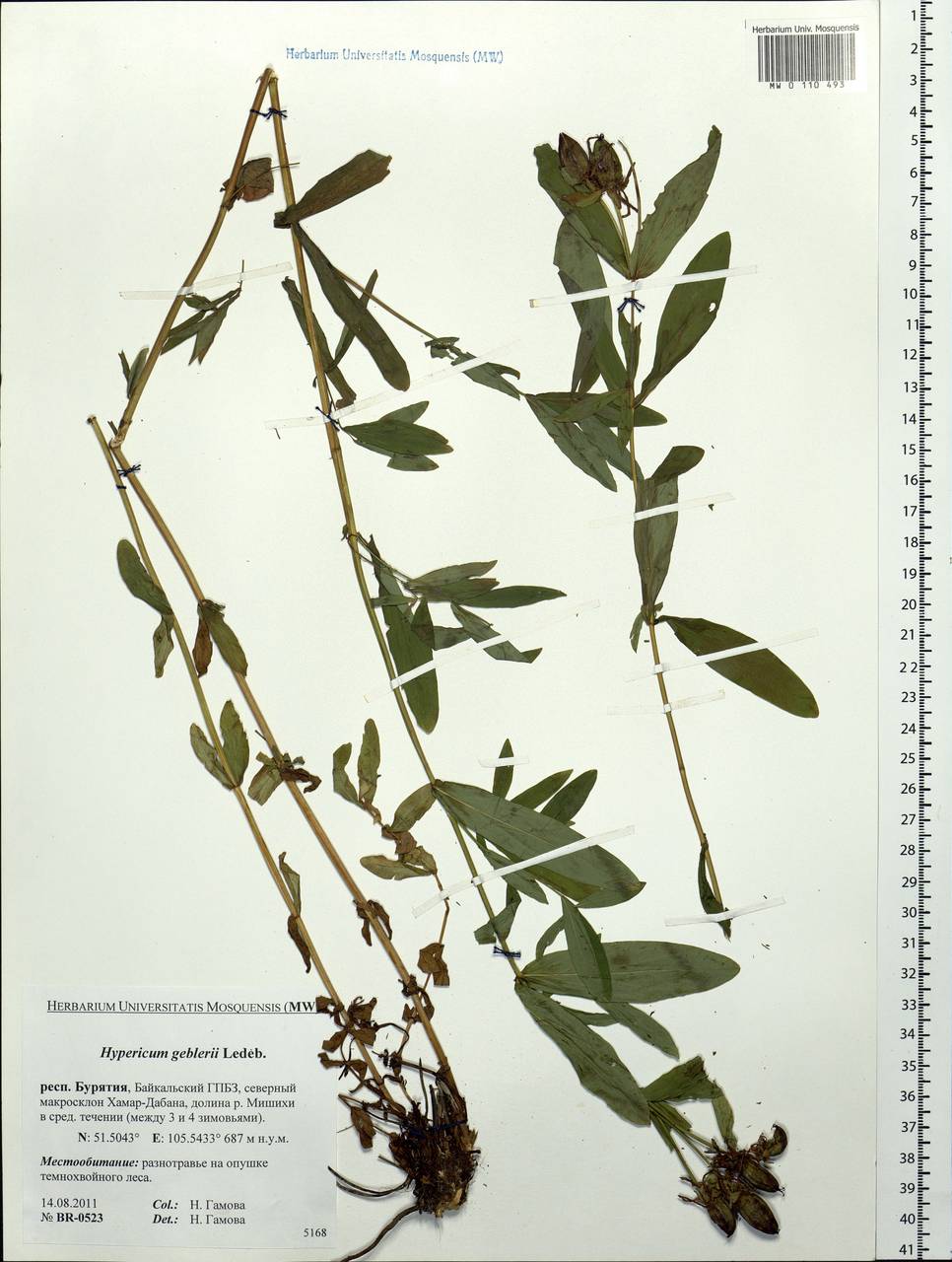 Hypericum ascyron subsp. gebleri (Ledeb.) N.Robson, Siberia, Baikal & Transbaikal region (S4) (Russia)